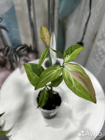 Комнатные растения цветы