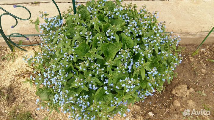 Бруннера сибирская - Brunnera sibirica Stev. (1851