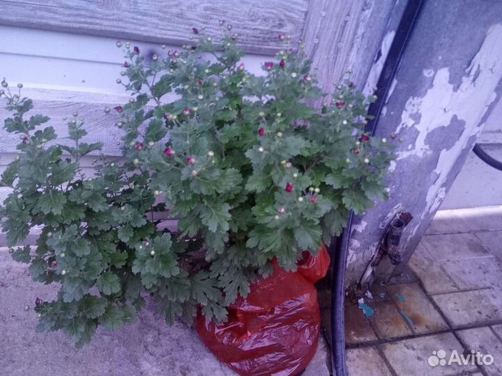 Дубки малиновые низкорослые