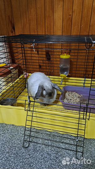 Декоративный вислоухий кролик бесплатно