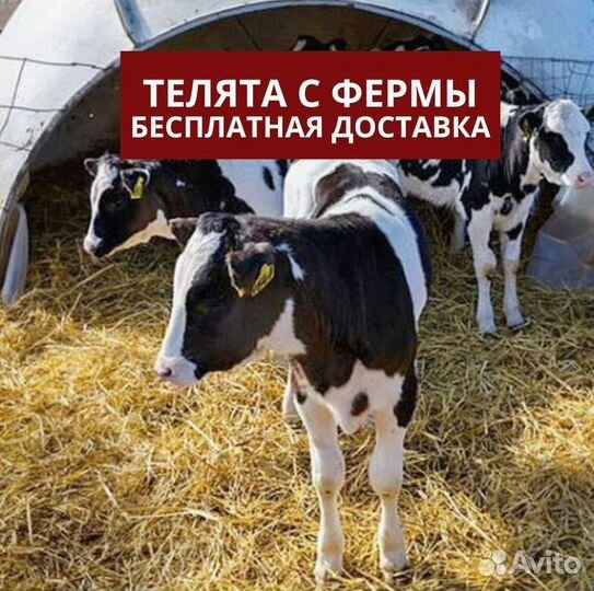 Бычки, телята на корм