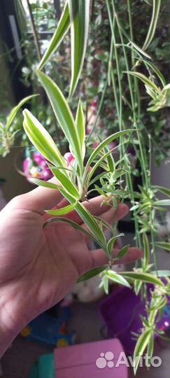 Хлорофитум