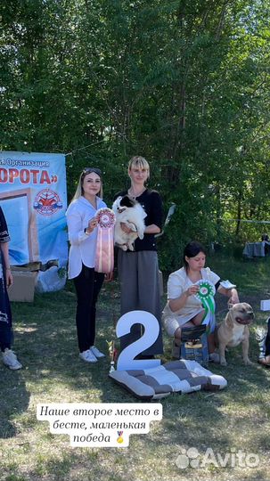 Немецкий шпиц вязка