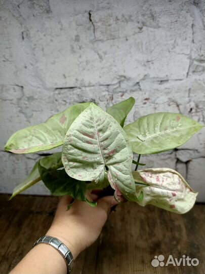 Сингониумы