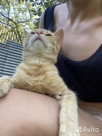 Рыжий кот в ответственные руки