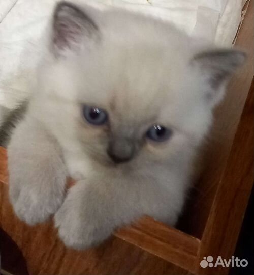 Малыши 1,5 мес самые ласковые котятки