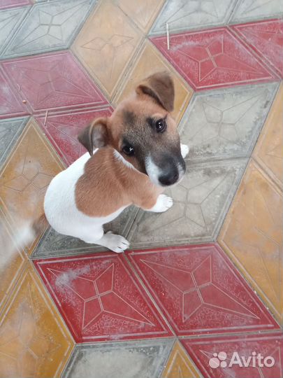 Джек рассел терьер