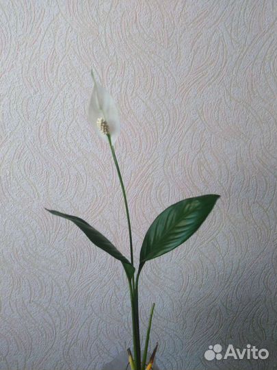 Спатифиллум