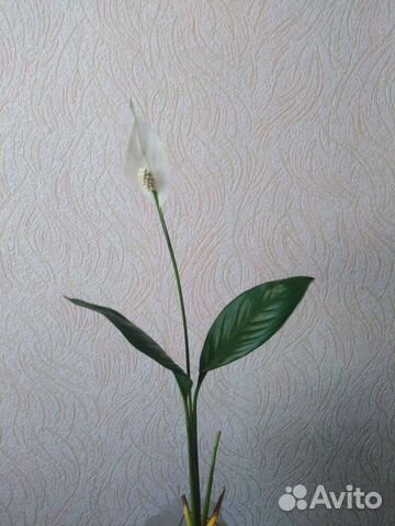 Спатифиллум