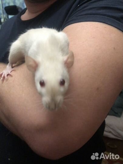 Крыски малыши Дамбо