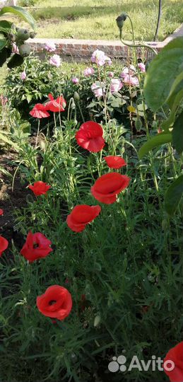 Семёна декоративного мака. Однолетка