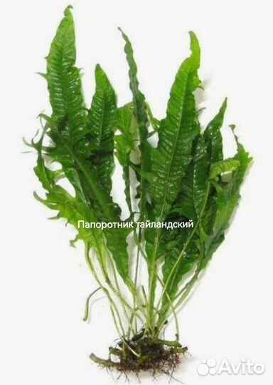 Аквариумные растения