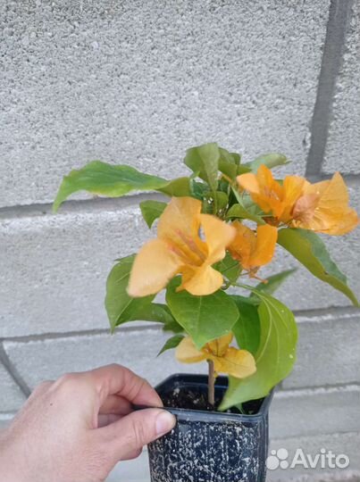 Бугенвиллия