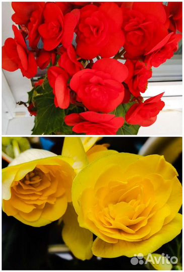 Сортовые пассифлоры и бегонии. Аспарагус. Доставка