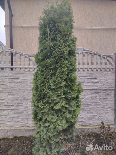 Туя.Торг уместен