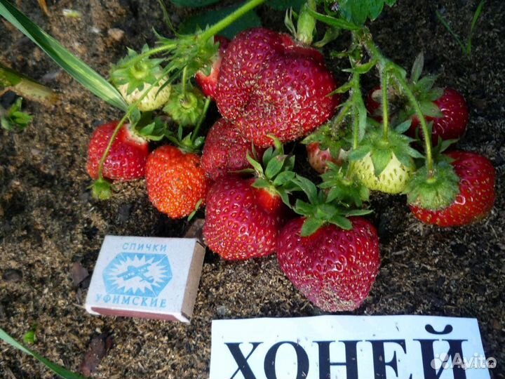 Саженцы клубники