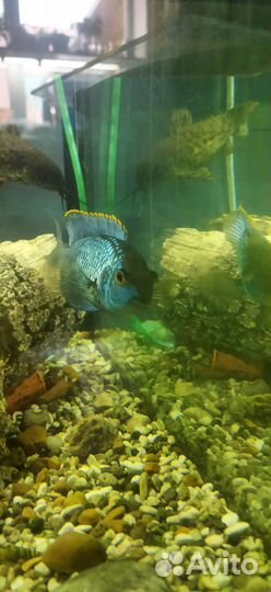 Рыбки цихлиды