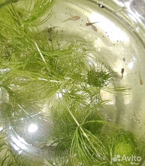 Мальки гуппи