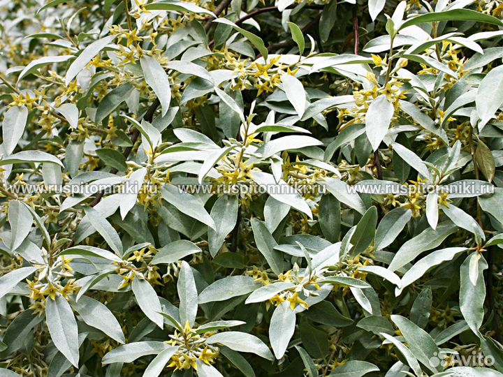 Лох узколистный