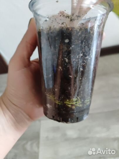 Аглаонема 30 Карат Тай