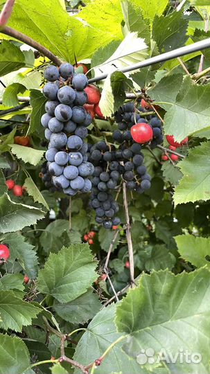 Виноград Изабелла, калина