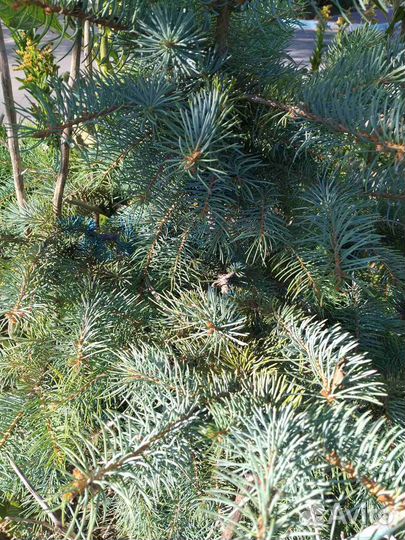 Ель голубая