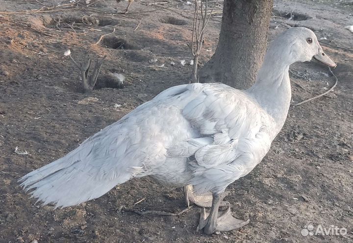 Селезни индоутки, мускусные утки