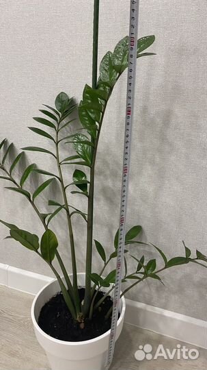 Замиокулькас