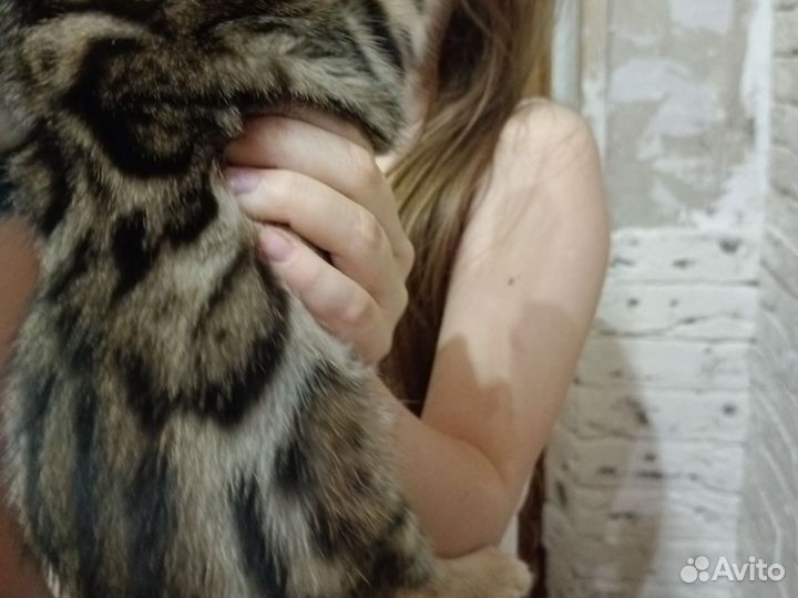 Бенгальская кошка