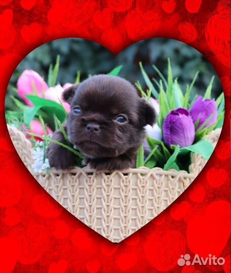 Чишки мальчишки с документами РКФ