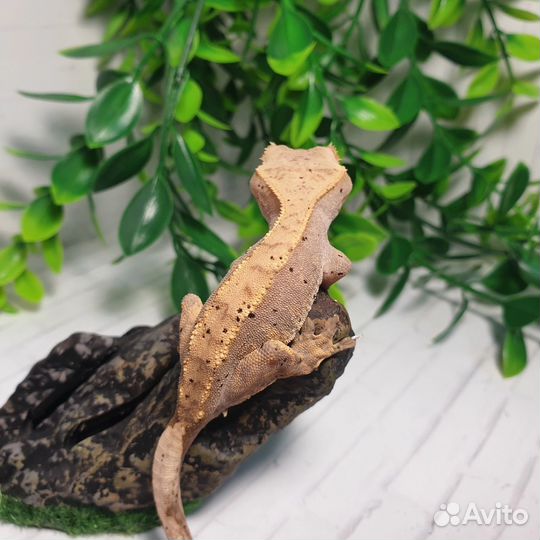 Реснитчатый бананоед