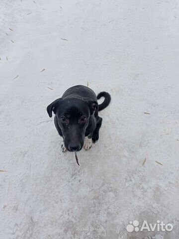 Песик