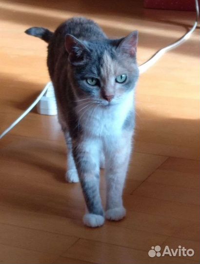 Маленькая пугливая Алисочка в дар