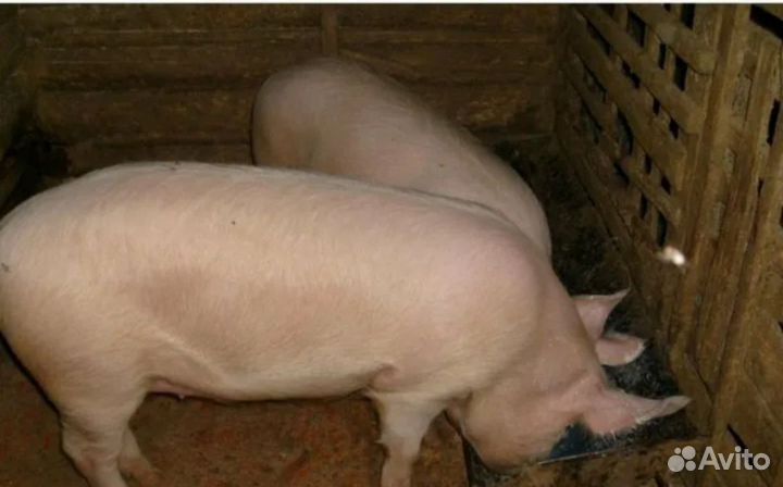 Домашняя свинья