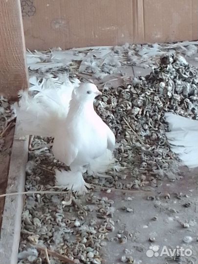 Продажа голубей