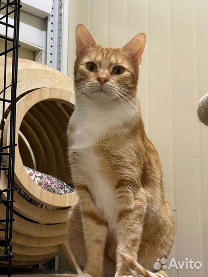 Рыжий молодой кот в дар