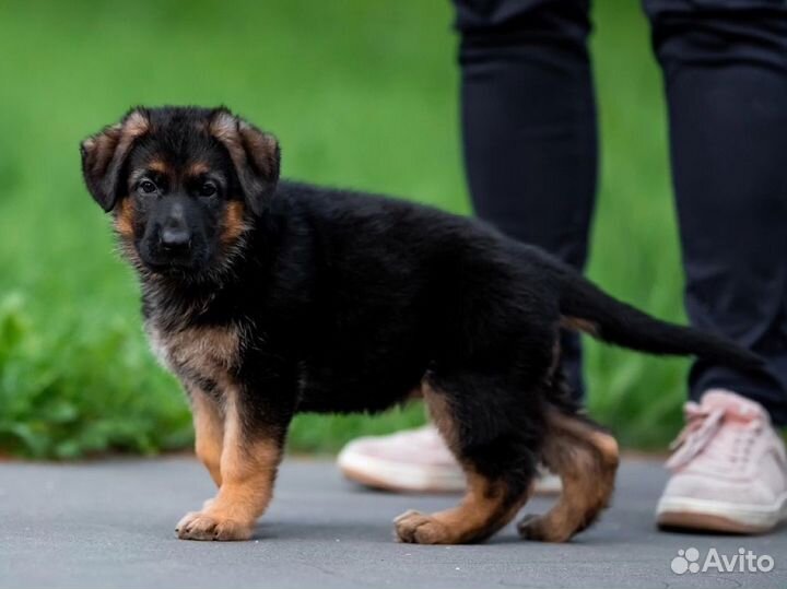 Немецкая овчарка щенок