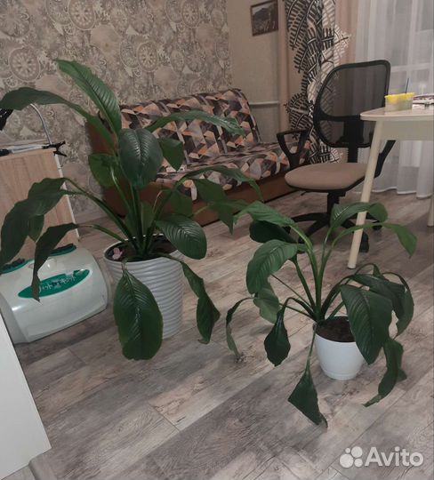 Юкка, спатифиллумы