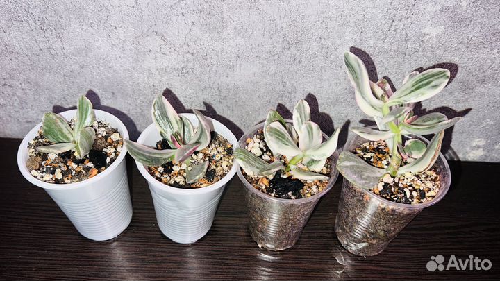 Крассула зефирный триколор