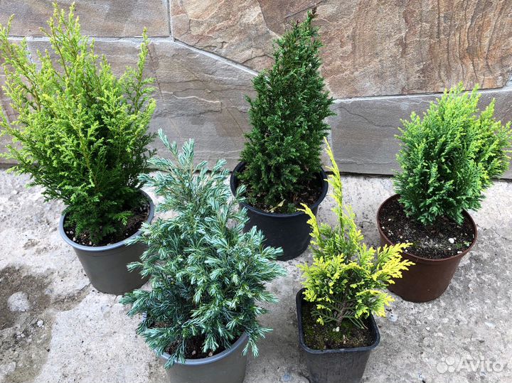 Хвойные малыши