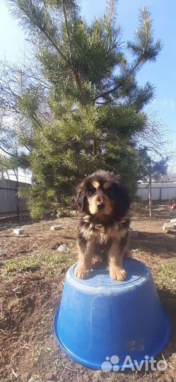 Собака тибетский мастиф