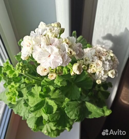 Пеларгония герань