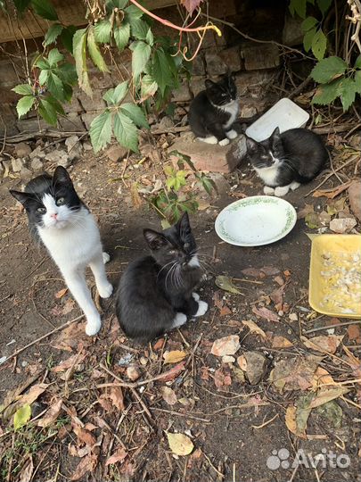 Кошки в добрые руки