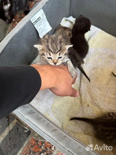 Котята в добрые руки