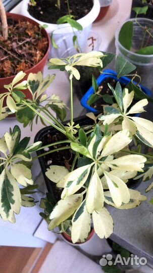 Цветы для дома