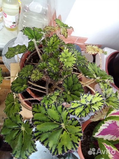 Бегония тигровая