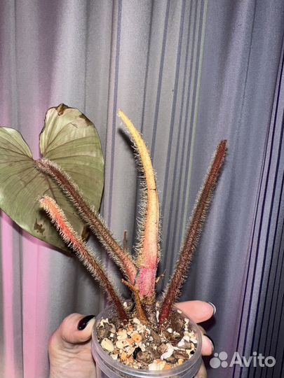 Филодендрон скамиферум серпенс