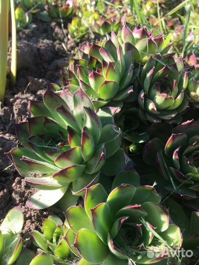 Каменная Роза