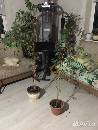 Фикус бенджамина