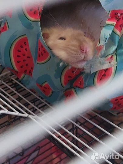 Декоративные крыски